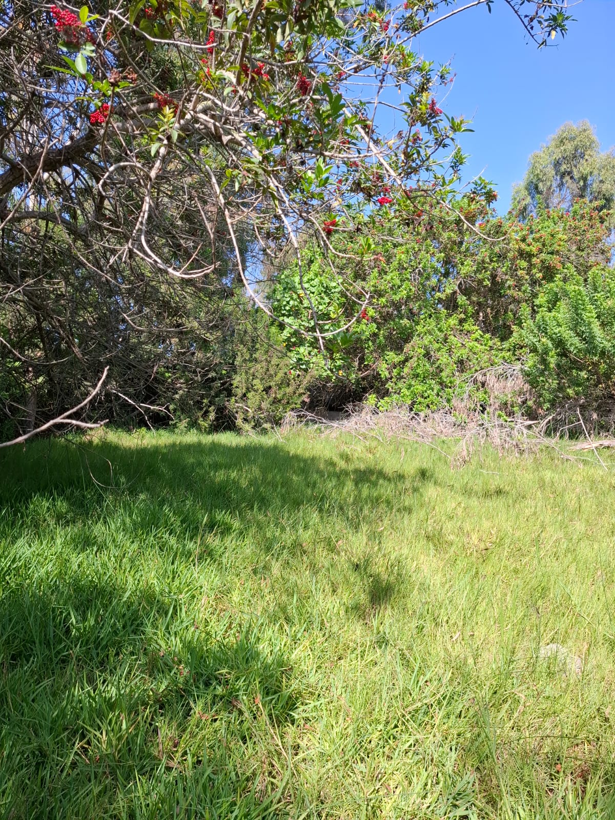 OCASIÓN: VENTA DE TERRENO DE 17,212 M2. DISTRITO DE MALA, IDEAL PARA VIVIENDAS DE CAMPO, PROYECTOS INMOBILIARIOS